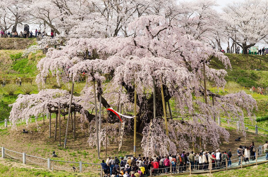 三春滝桜全景